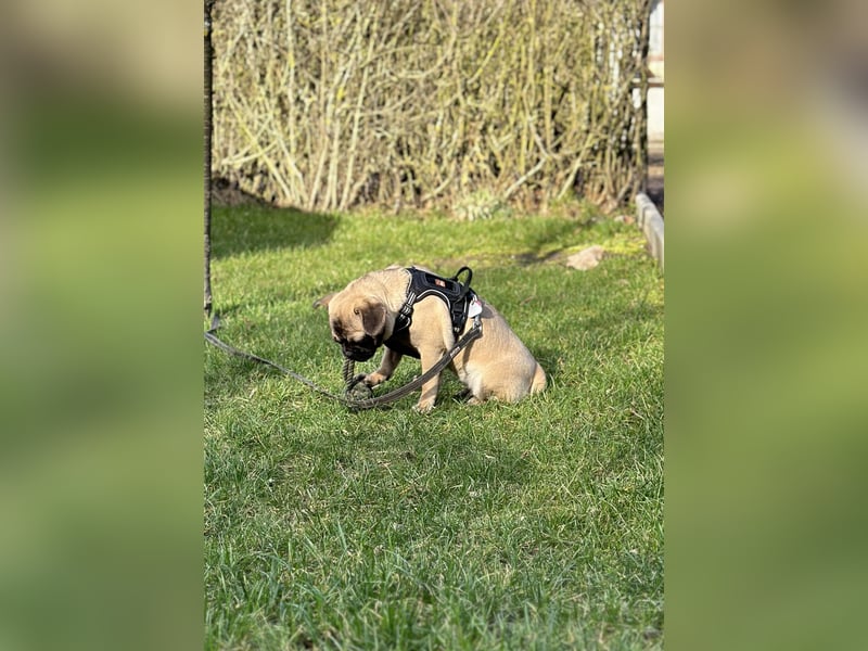 Cleo sucht ihr passendes Zuhause