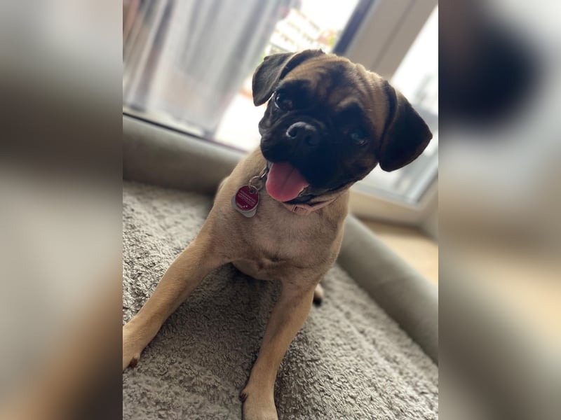 Cleo sucht ihr passendes Zuhause