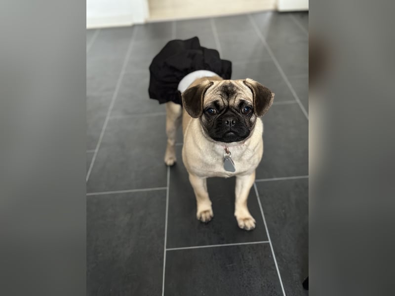 Cleo sucht ihr passendes Zuhause