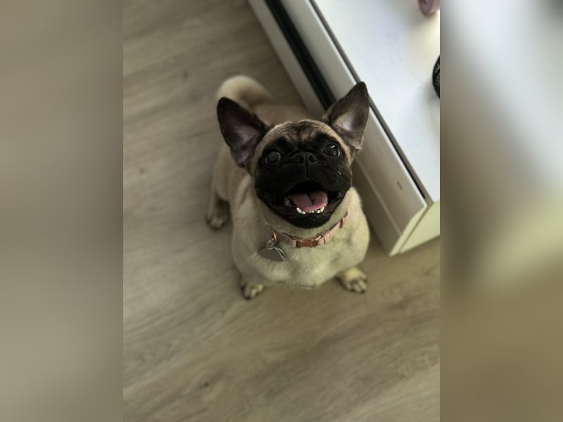 Cleo sucht ihr passendes Zuhause