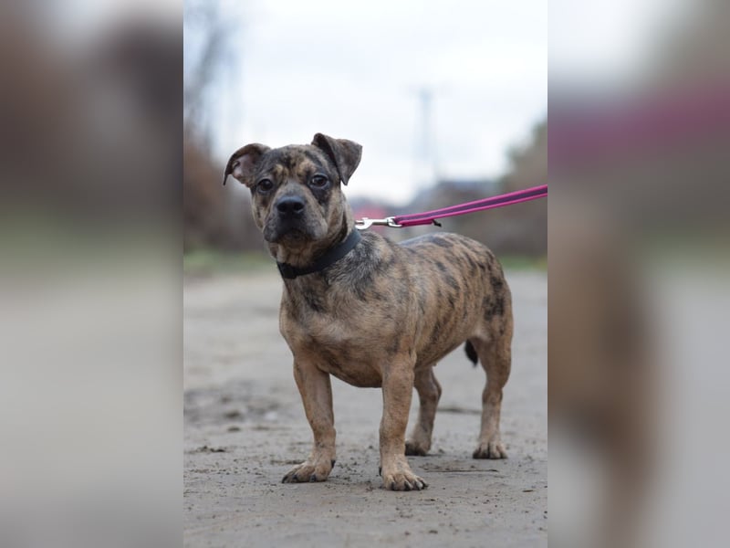 Milka - vorsichtige Hündin, mit Geduld und Liebe blüht sie auf