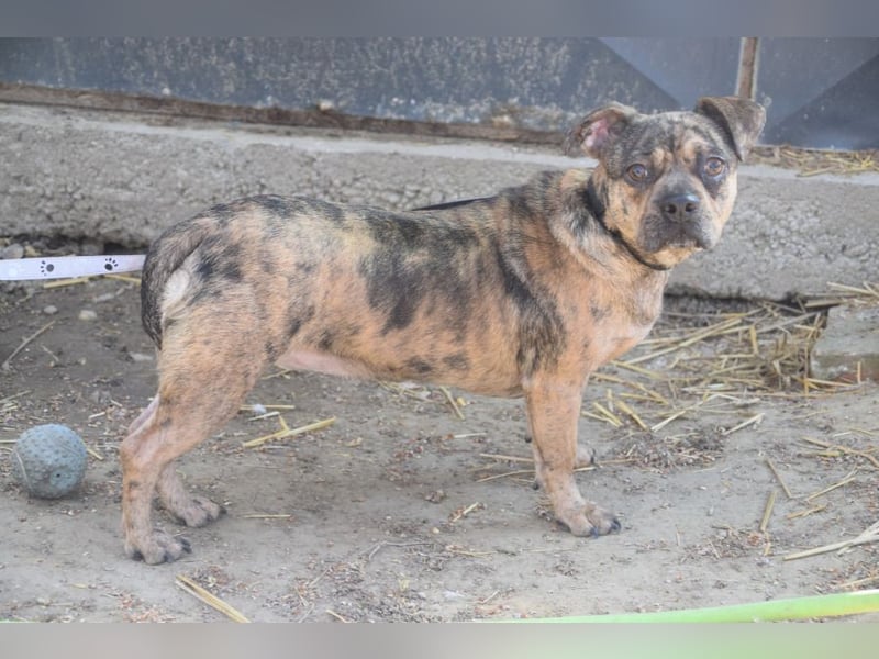 Milka - vorsichtige Hündin, mit Geduld und Liebe blüht sie auf