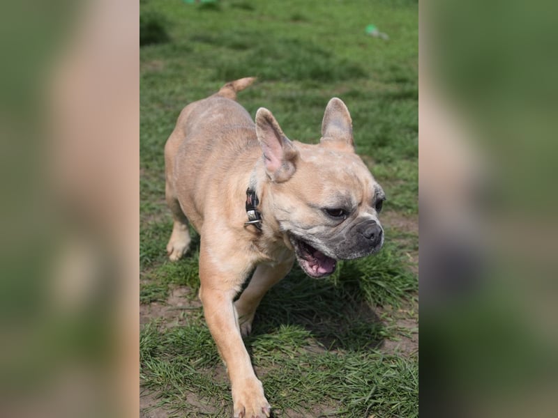 Alicent - aufgeweckte, freundliche Hündin, ein absoluter Traum