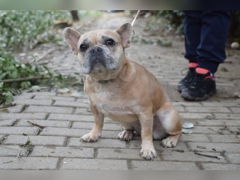 Alicent - aufgeweckte, freundliche Hündin, ein absoluter Traum