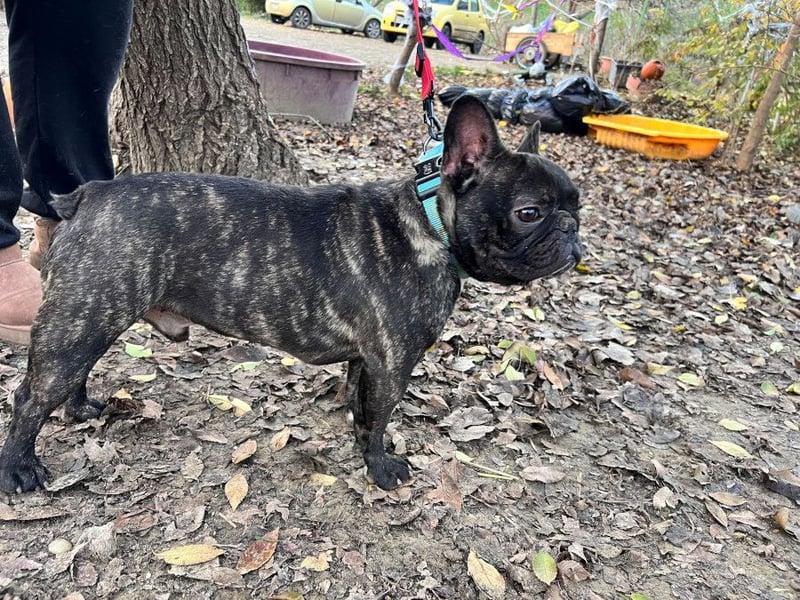 Rico - ein äußerst lustiger und freundlicher Rüde