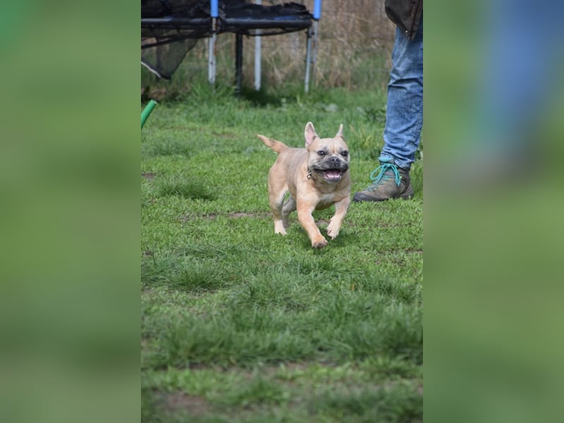 Alicent - aufgeweckte, freundliche Hündin, ein absoluter Traum