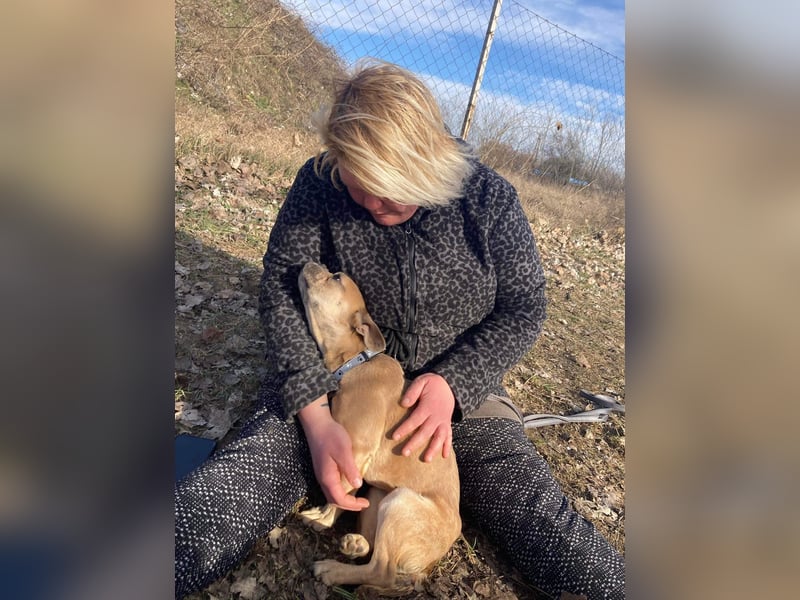 Alicent - aufgeweckte, freundliche Hündin, ein absoluter Traum