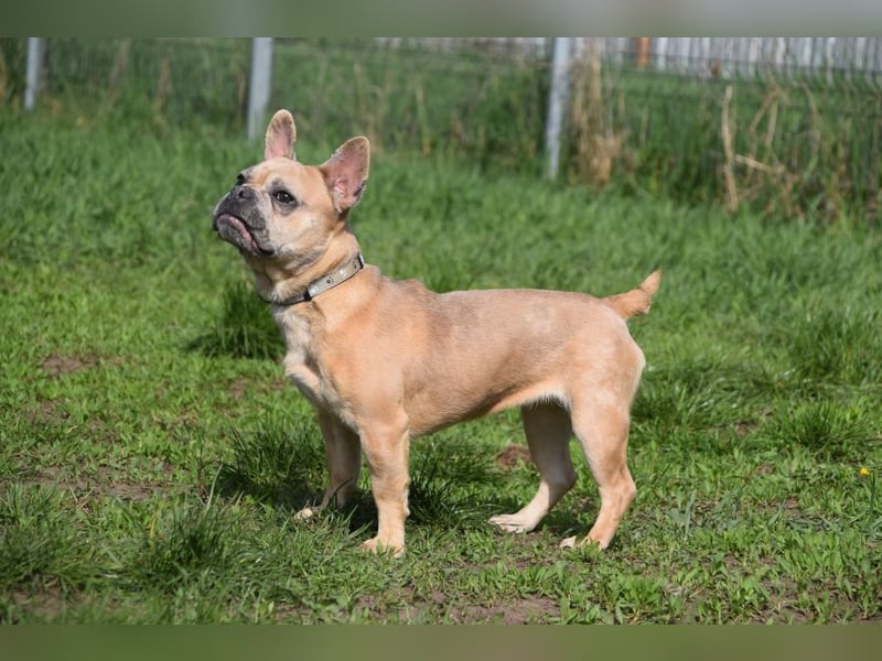 Alicent - aufgeweckte, freundliche Hündin, ein absoluter Traum