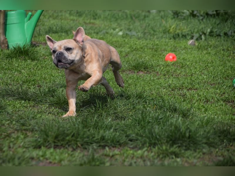 Alicent - aufgeweckte, freundliche Hündin, ein absoluter Traum