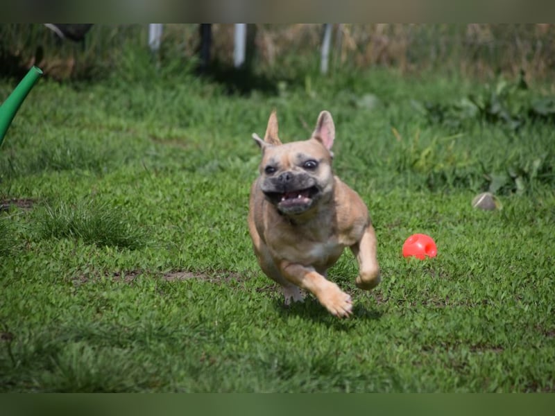 Alicent - aufgeweckte, freundliche Hündin, ein absoluter Traum