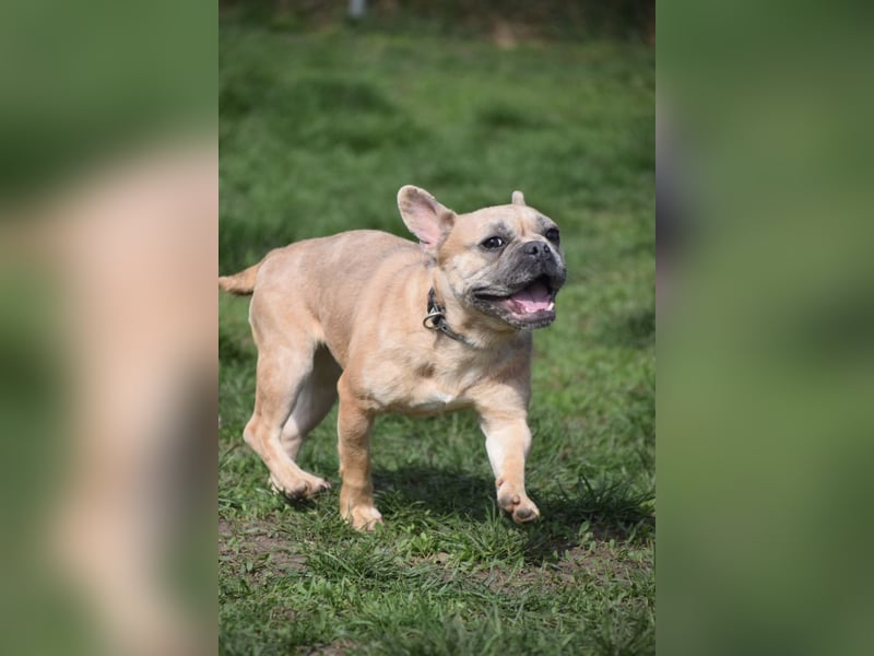 Alicent - aufgeweckte, freundliche Hündin, ein absoluter Traum