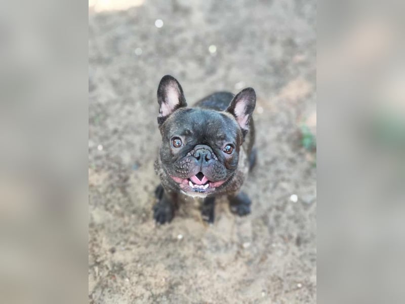 Rico - ein äußerst lustiger und freundlicher Rüde