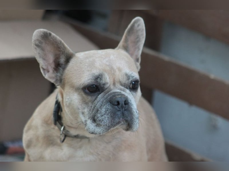 Alicent - aufgeweckte, freundliche Hündin, ein absoluter Traum