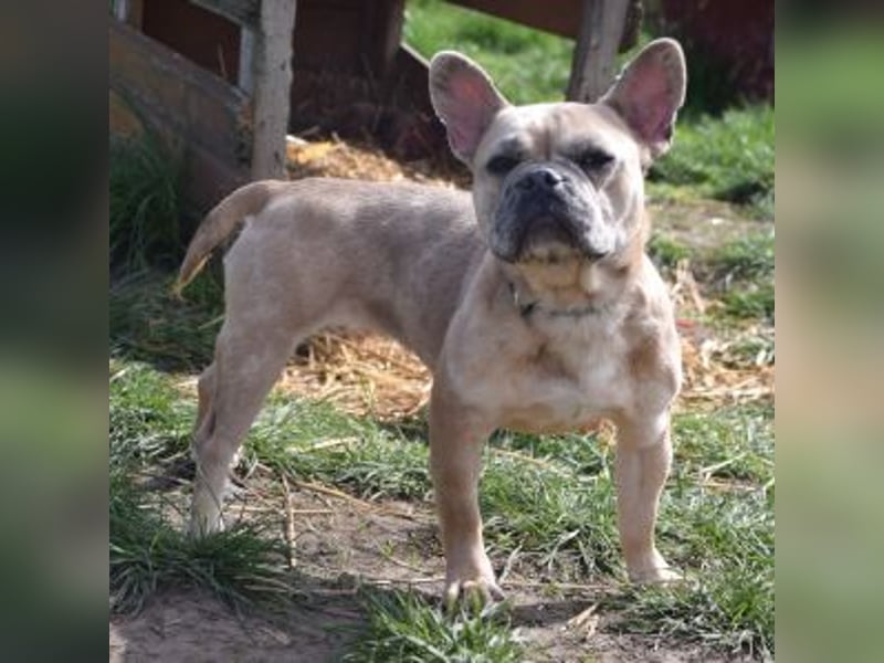 Alicent - aufgeweckte, freundliche Hündin, ein absoluter Traum