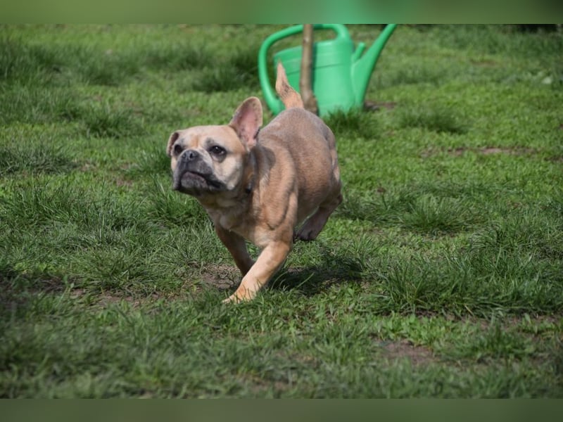 Alicent - aufgeweckte, freundliche Hündin, ein absoluter Traum