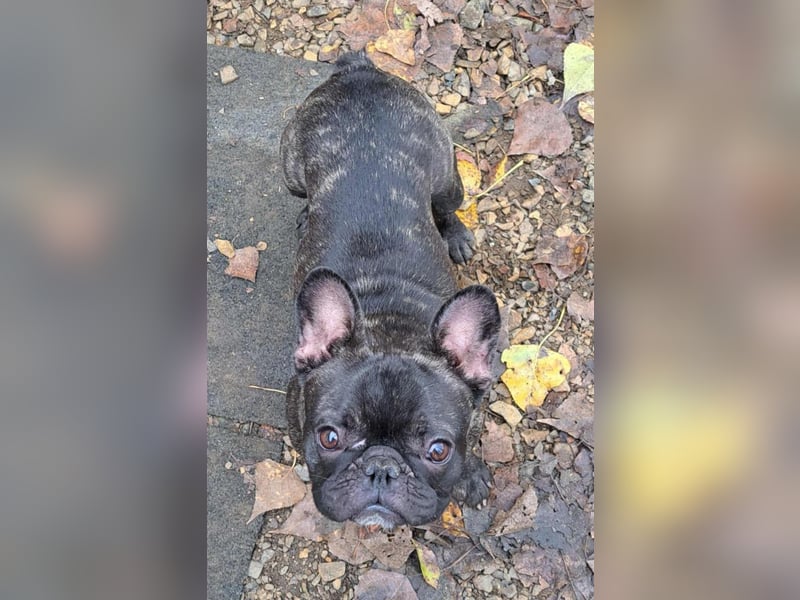 Rico - ein äußerst lustiger und freundlicher Rüde