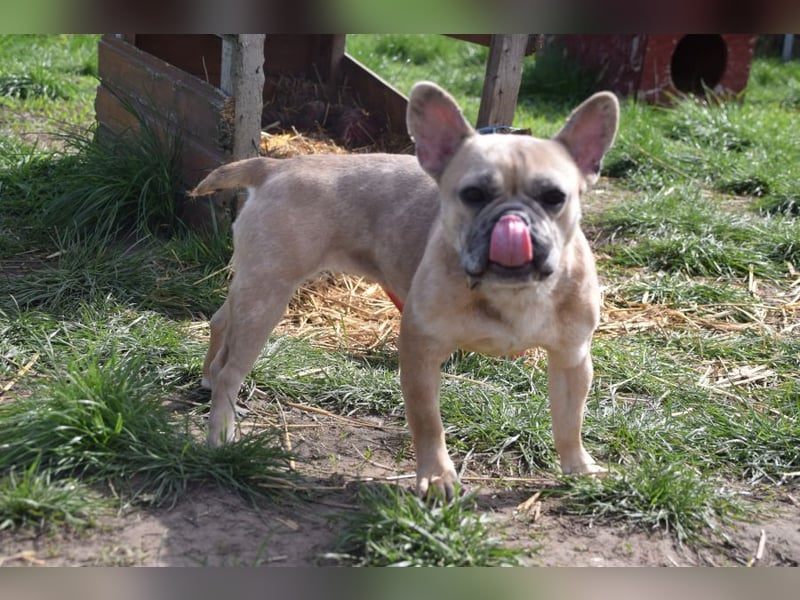 Alicent - aufgeweckte, freundliche Hündin, ein absoluter Traum