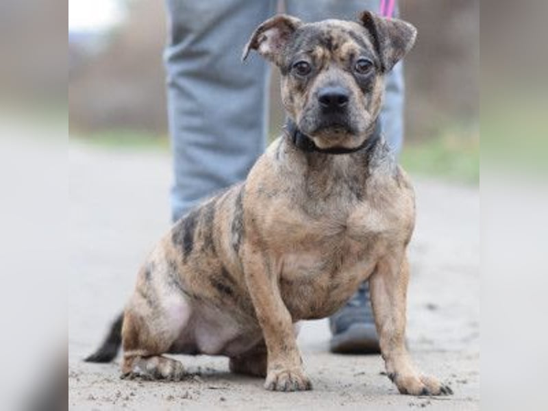 Milka - vorsichtige Hündin, mit Geduld und Liebe blüht sie auf