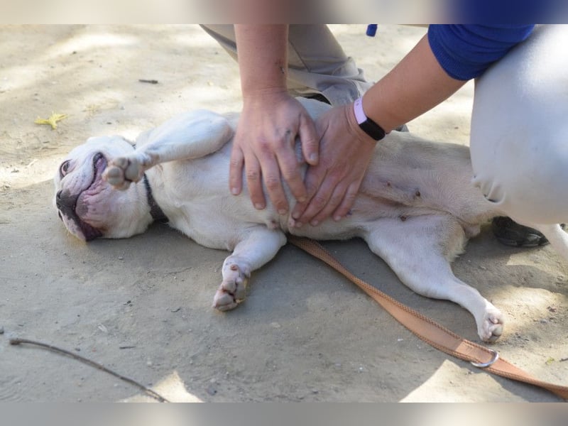 Bijou - gegenüber Menschen sehr freundlich und verschmust