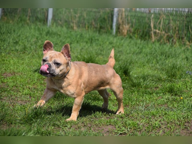 Alicent - aufgeweckte, freundliche Hündin, ein absoluter Traum