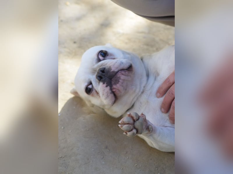 Bijou - gegenüber Menschen sehr freundlich und verschmust