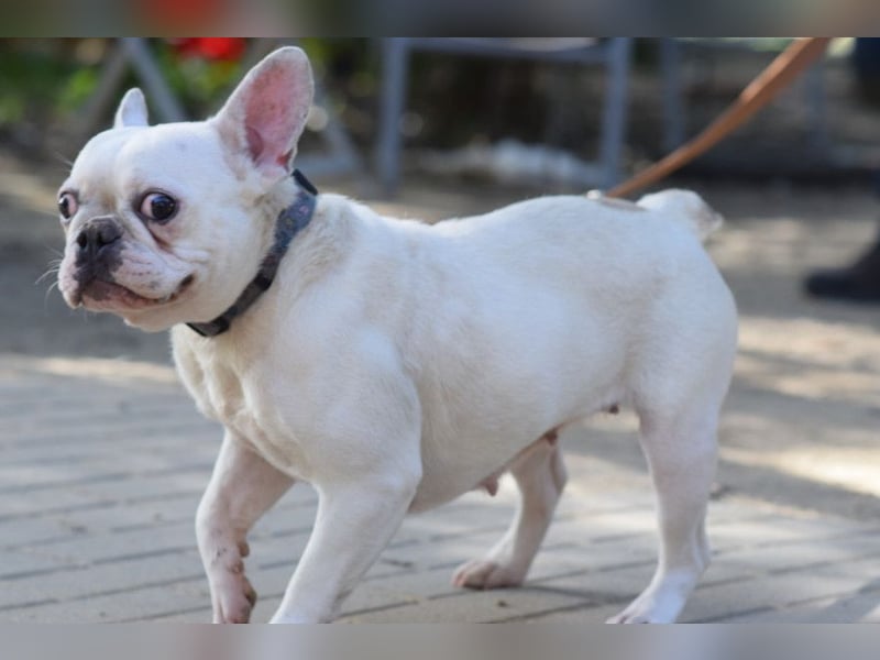 Bijou - gegenüber Menschen sehr freundlich und verschmust