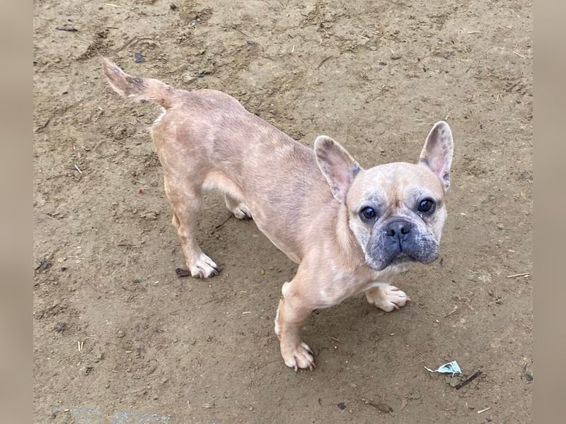 Alicent - aufgeweckte, freundliche Hündin, ein absoluter Traum