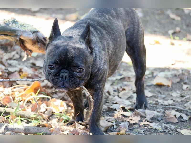 Rico - ein äußerst lustiger und freundlicher Rüde