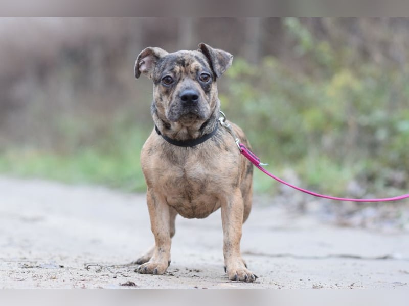 Milka - vorsichtige Hündin, mit Geduld und Liebe blüht sie auf