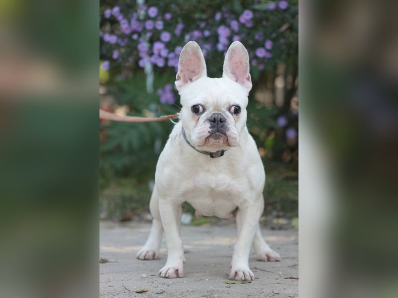 Bijou - gegenüber Menschen sehr freundlich und verschmust