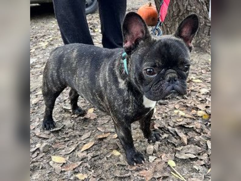 Rico - ein äußerst lustiger und freundlicher Rüde