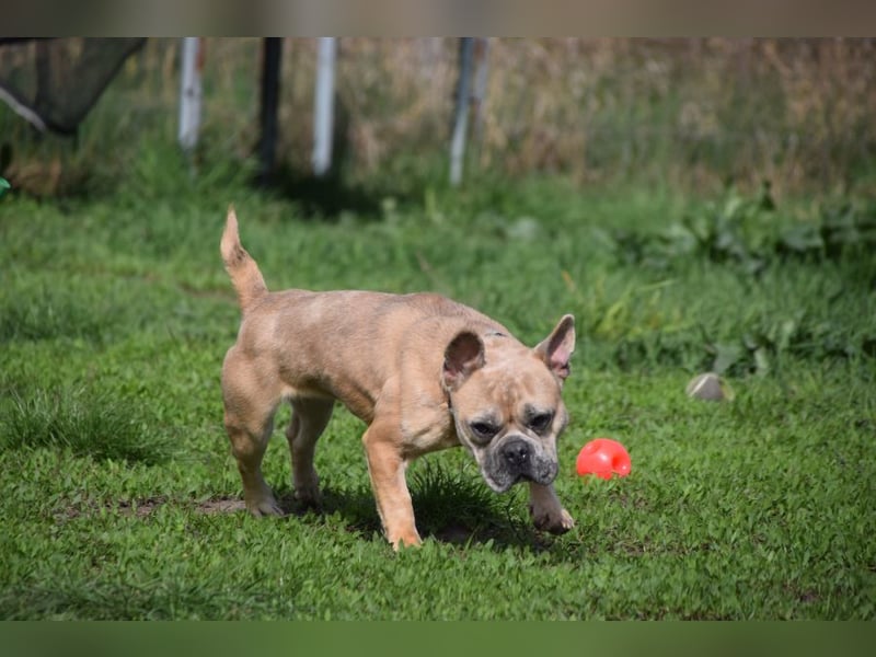 Alicent - aufgeweckte, freundliche Hündin, ein absoluter Traum