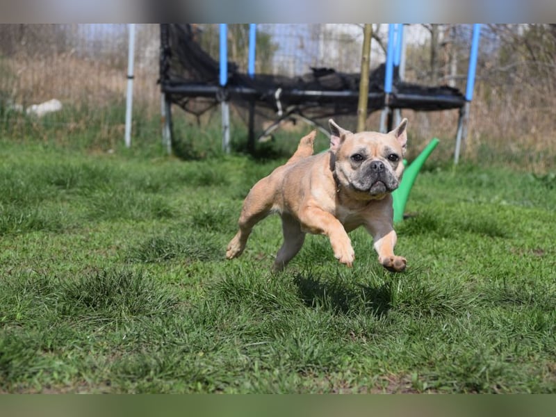 Alicent - aufgeweckte, freundliche Hündin, ein absoluter Traum