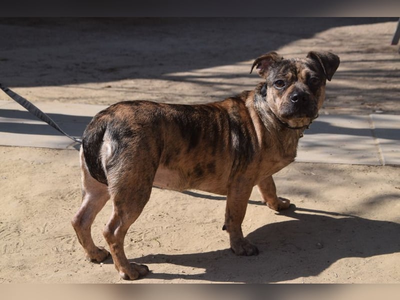 Milka - vorsichtige Hündin, mit Geduld und Liebe blüht sie auf