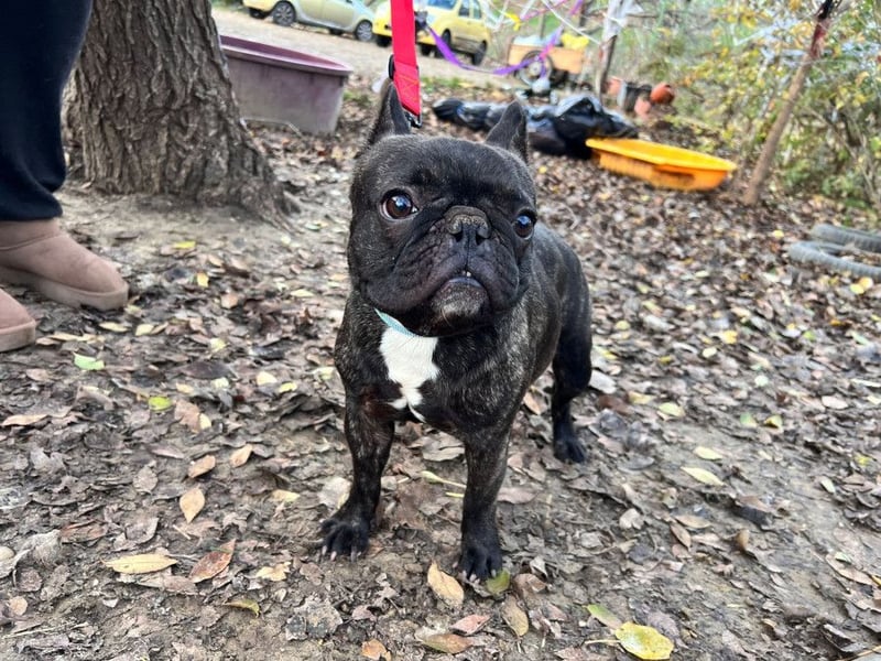 Rico - ein äußerst lustiger und freundlicher Rüde