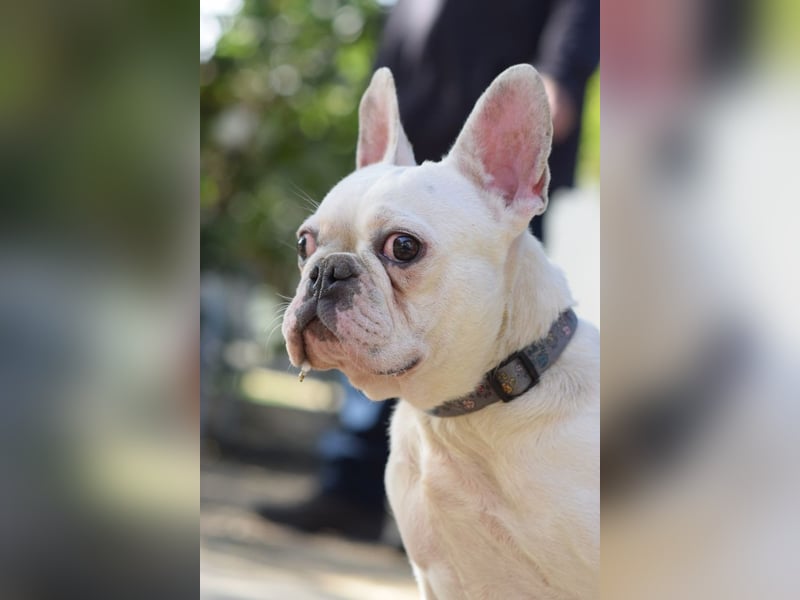 Bijou - gegenüber Menschen sehr freundlich und verschmust