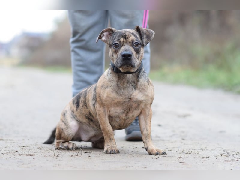 Milka - vorsichtige Hündin, mit Geduld und Liebe blüht sie auf