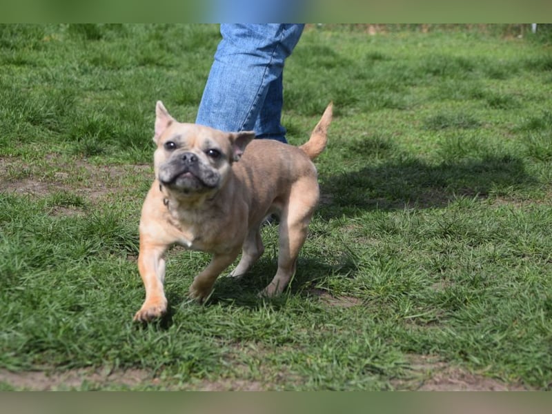 Alicent - aufgeweckte, freundliche Hündin, ein absoluter Traum