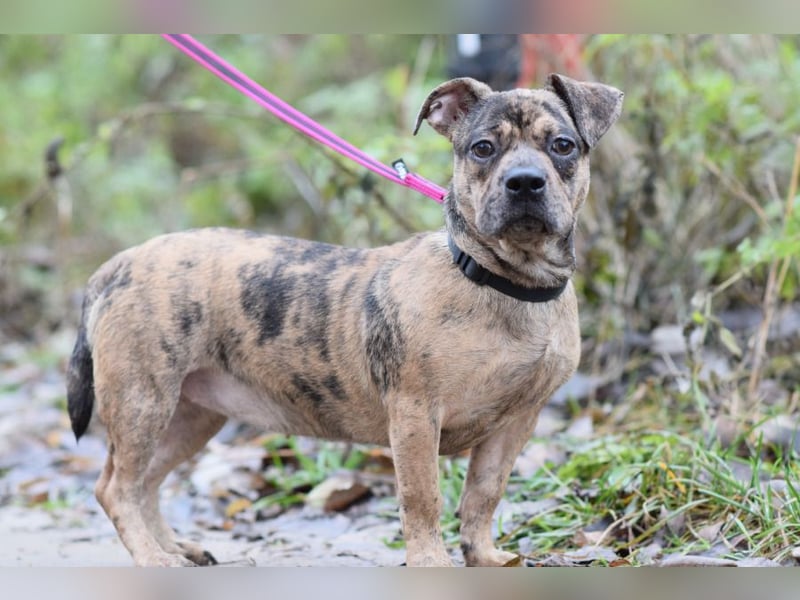 Milka - vorsichtige Hündin, mit Geduld und Liebe blüht sie auf