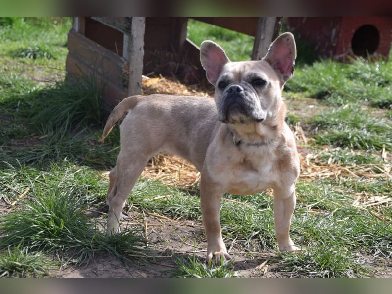 Alicent - aufgeweckte, freundliche Hündin, ein absoluter Traum