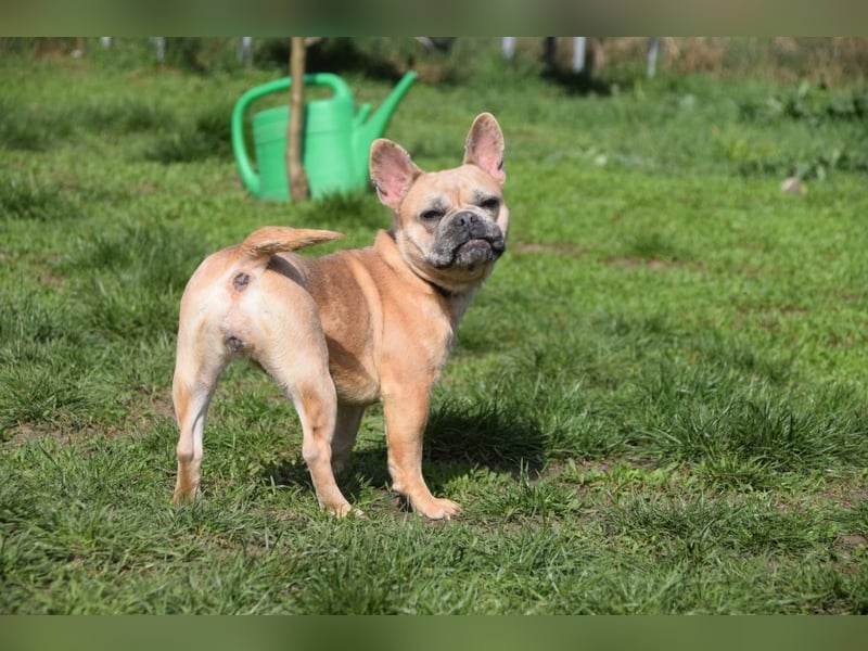 Alicent - aufgeweckte, freundliche Hündin, ein absoluter Traum