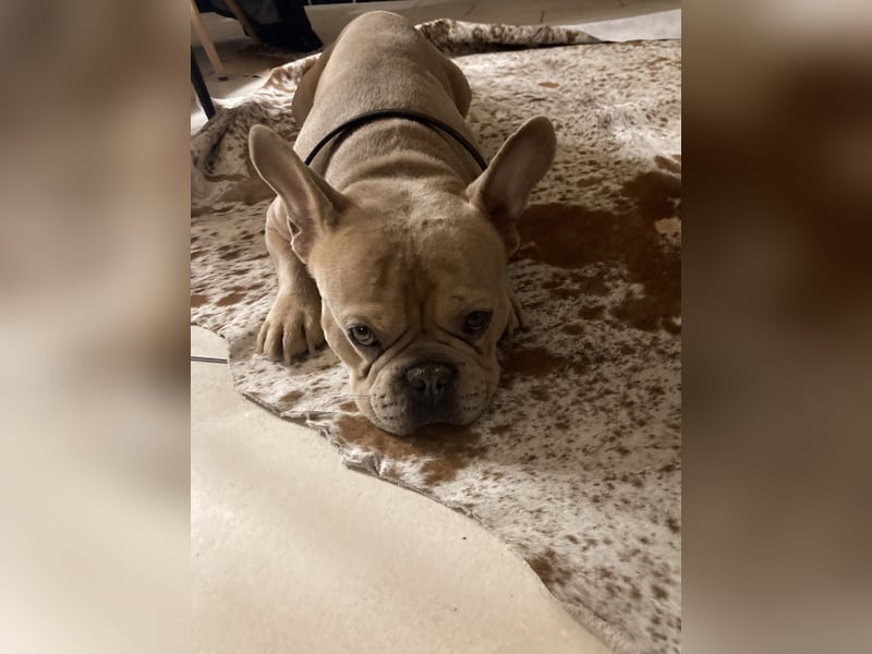 Französische Bulldogge, Deckrüde, ZTP, AT
