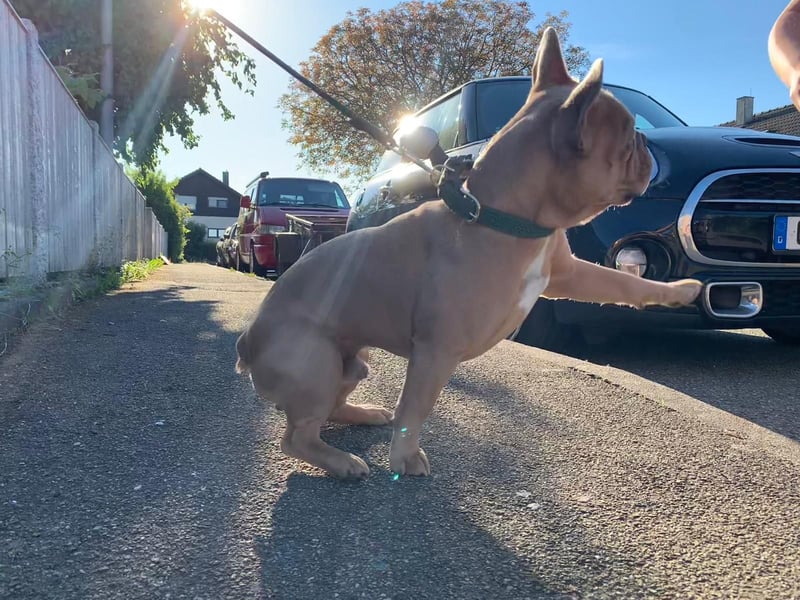 Französische Bulldogge, Deckrüde, ZTP, AT