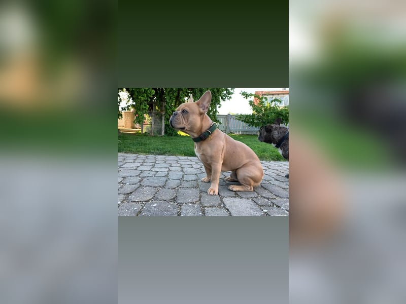 Französische Bulldogge, Deckrüde, ZTP, AT