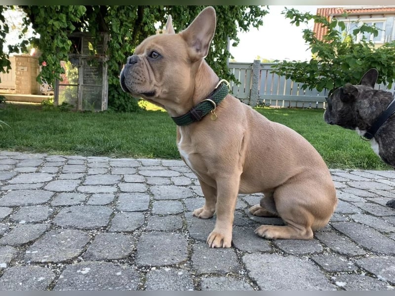 Französische Bulldogge, Deckrüde, ZTP, AT