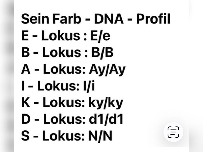 Französische Bulldogge, Deckrüde, ZTP, AT