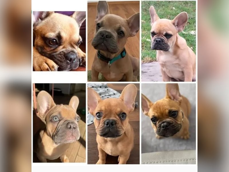 Französische Bulldogge, Deckrüde, ZTP, AT