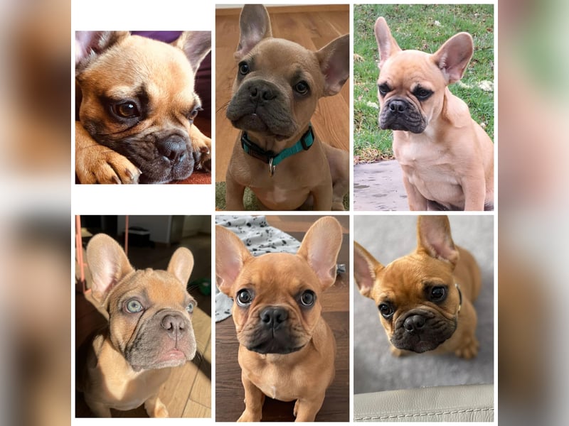 Französische Bulldogge, Deckrüde, ZTP, AT