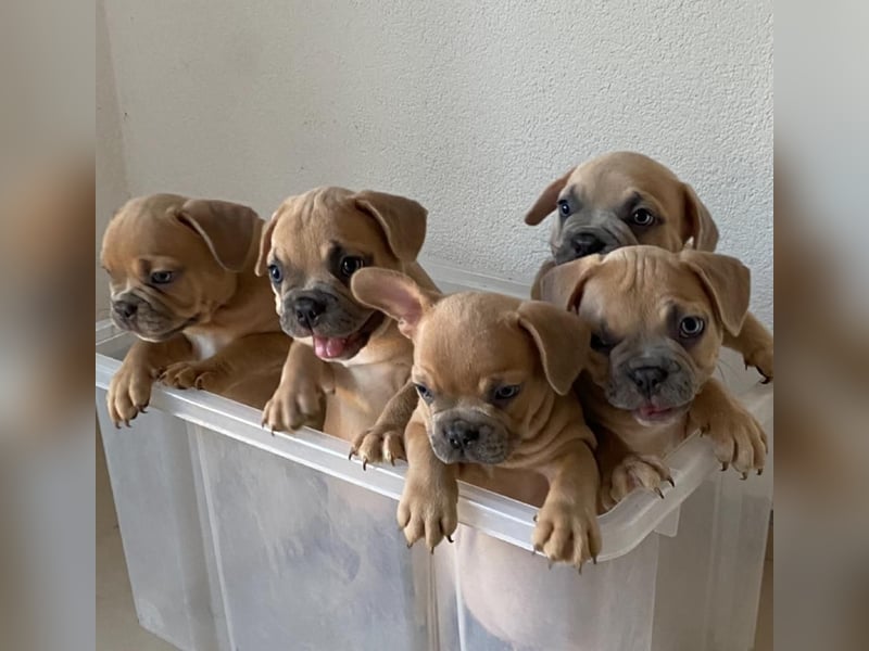 Französische Bulldogge, Deckrüde, ZTP, AT