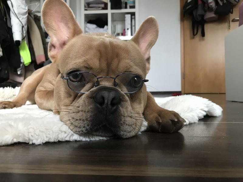 Französische Bulldogge, Deckrüde, ZTP, AT